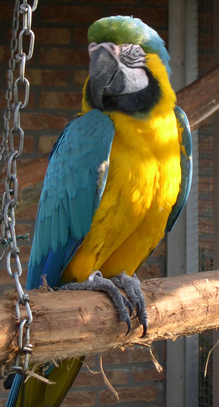 Blue-and-yellow Macaw