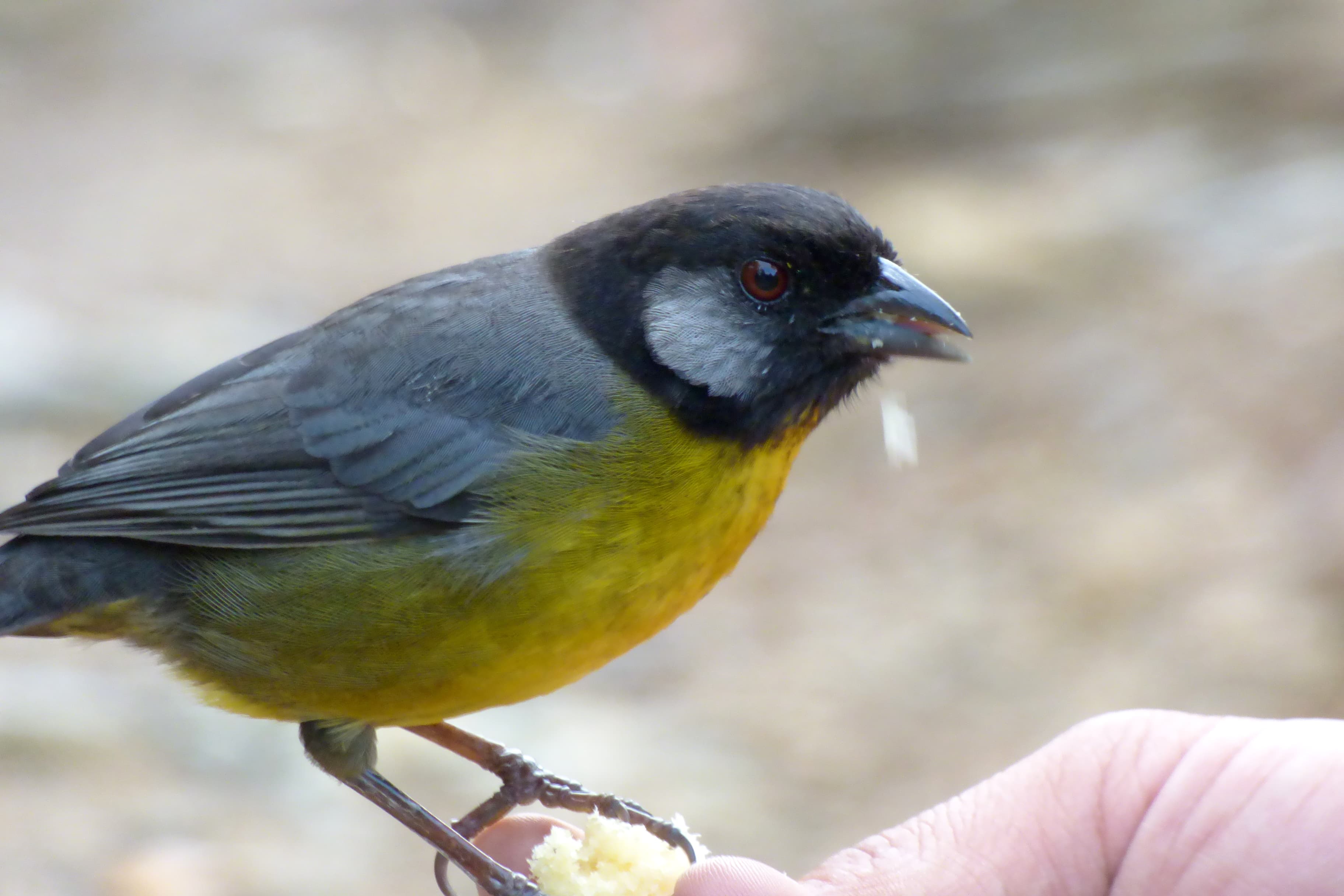 Atlapetes cabecinegro