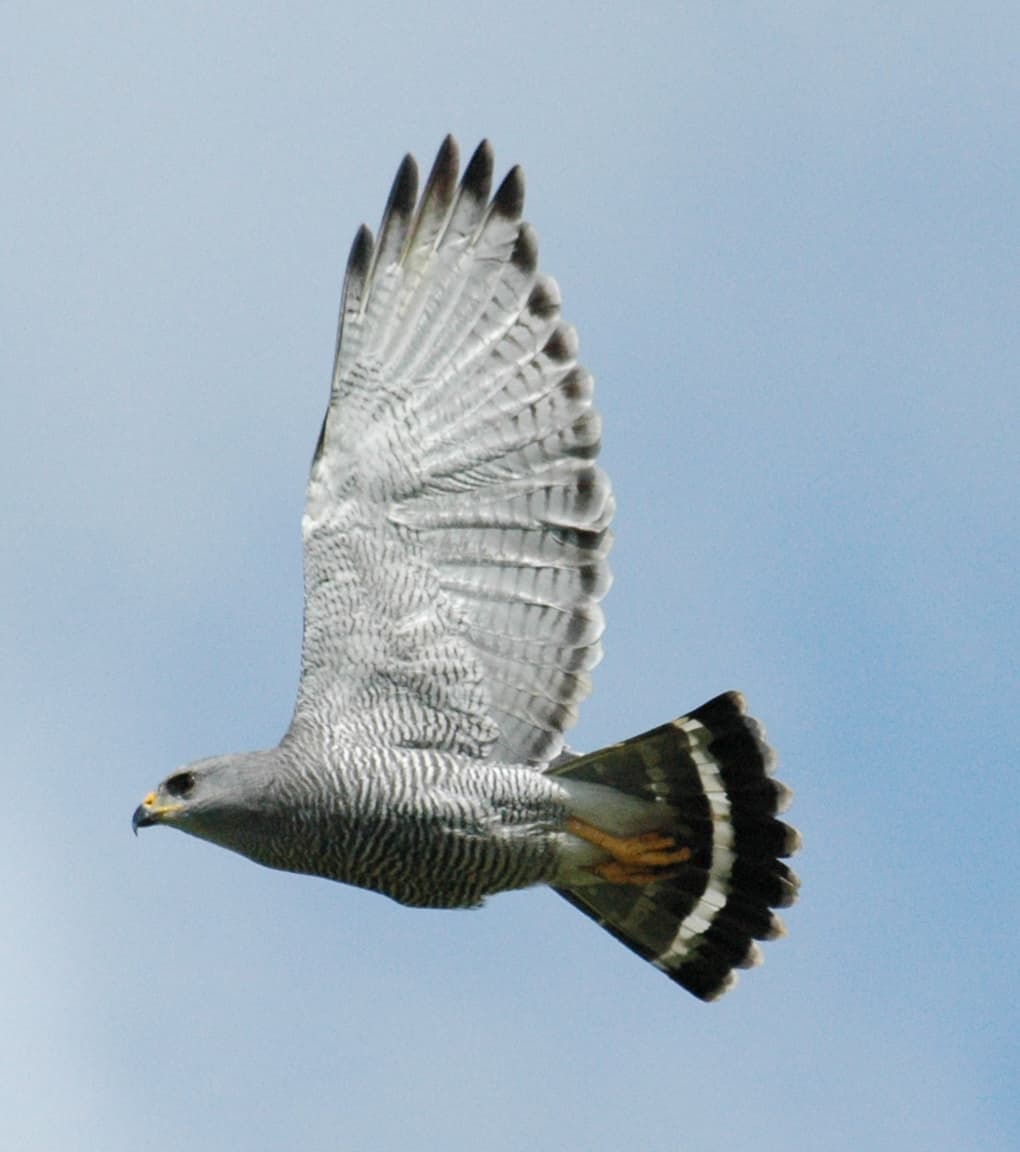 Gray-lined Hawk