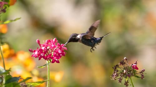 Colibri estrellita de Santa Marta