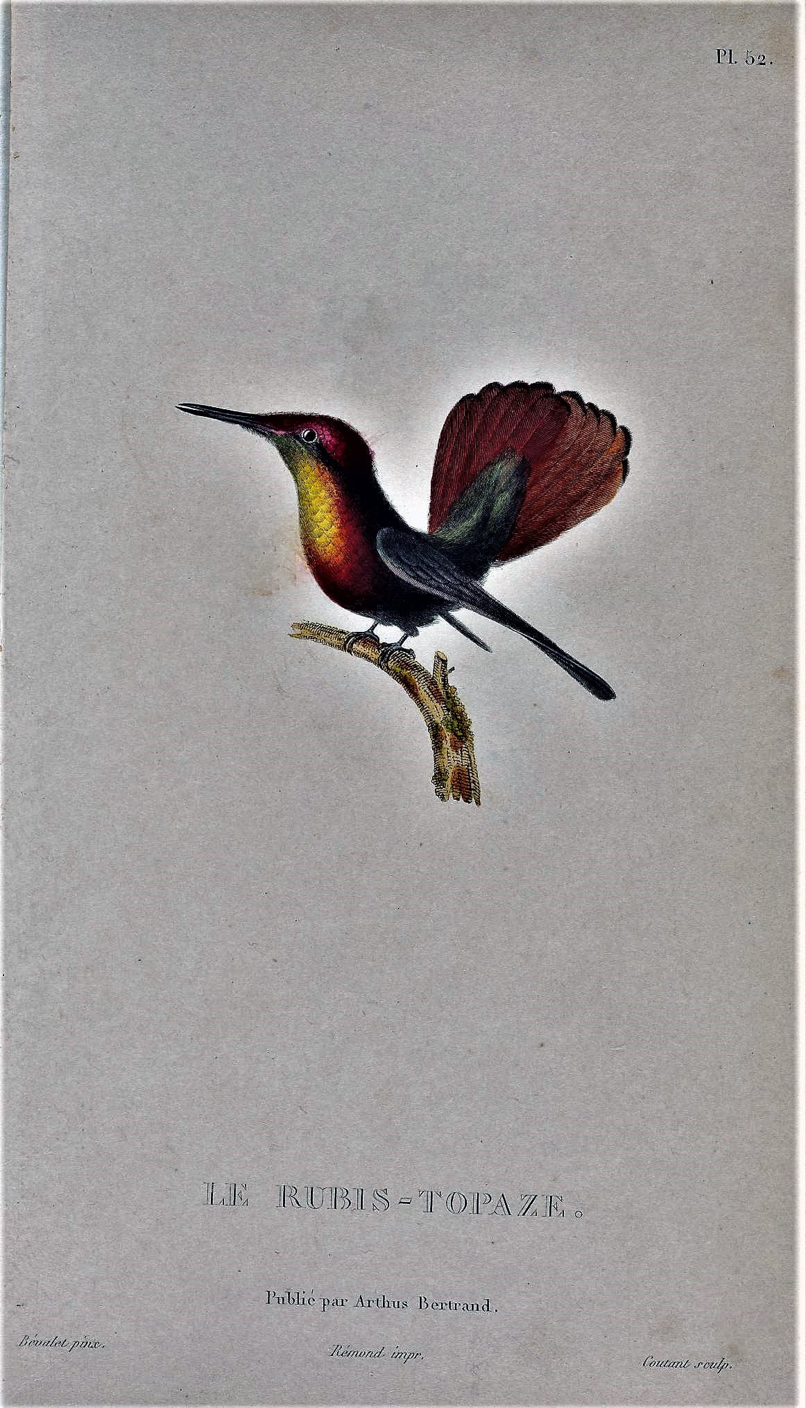 Ruby-topaz Hummingbird