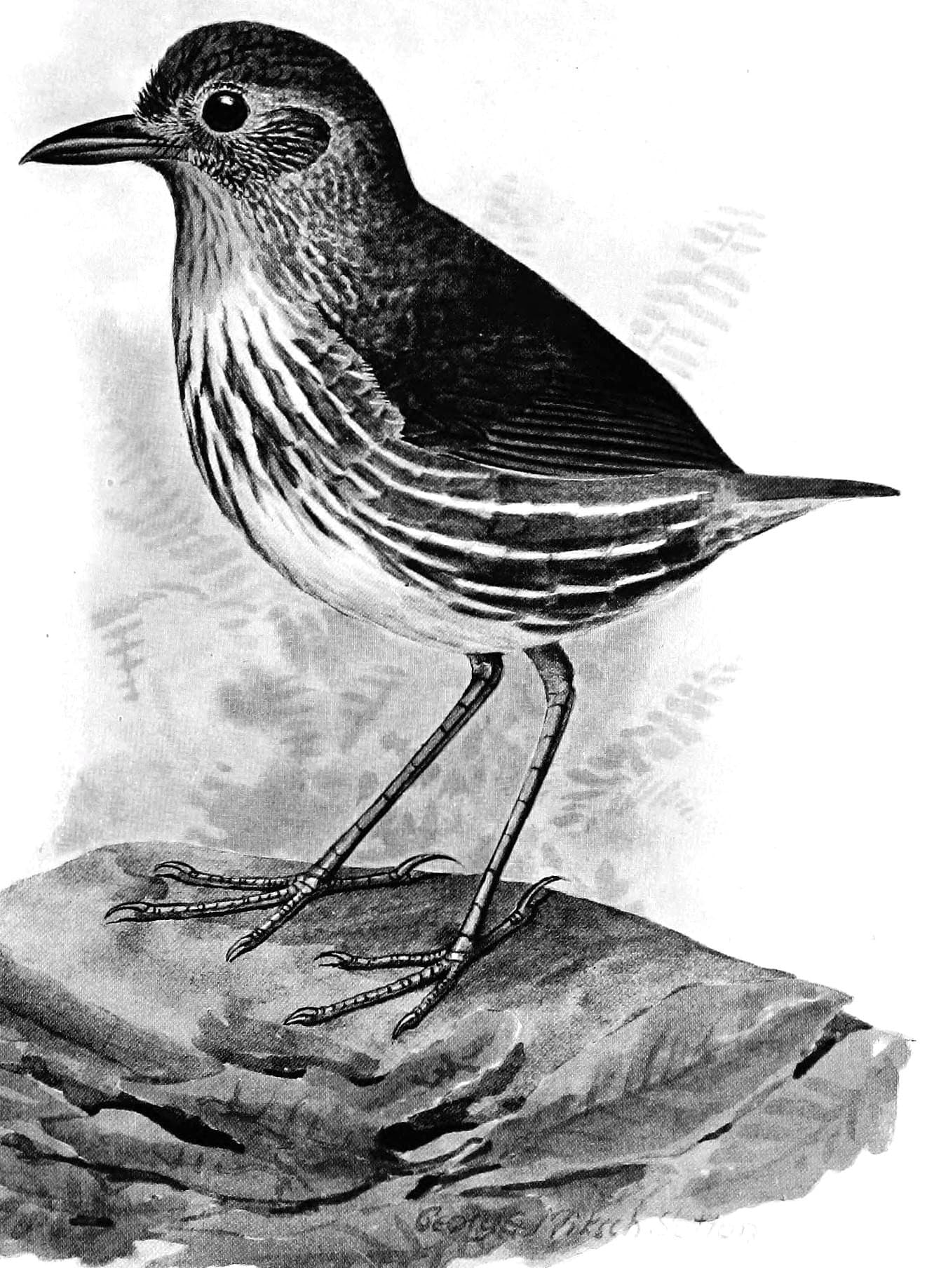 Santa Marta Antpitta