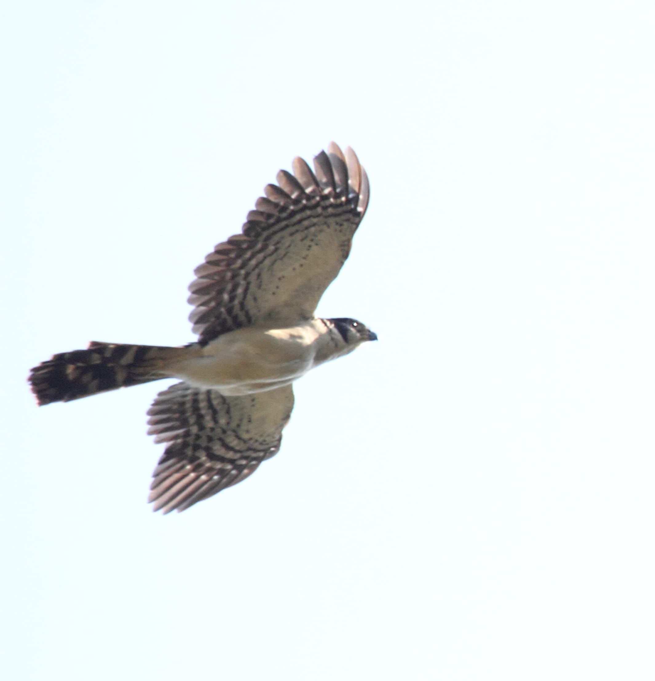 Collared Forest-Falcon