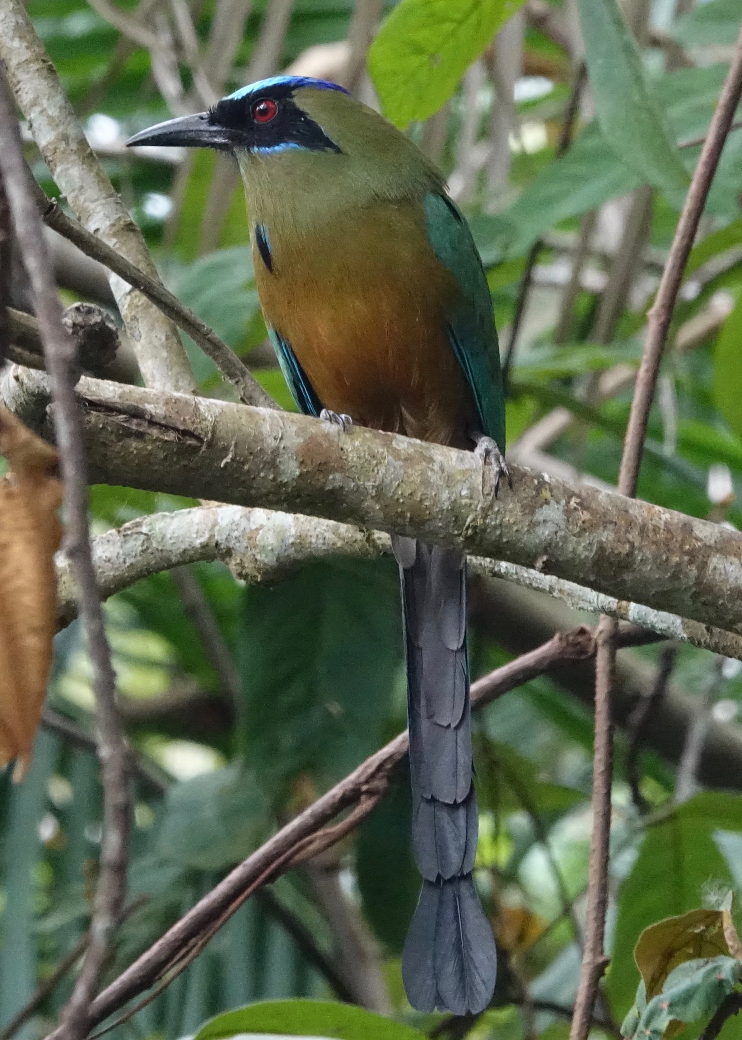 Whooping Motmot