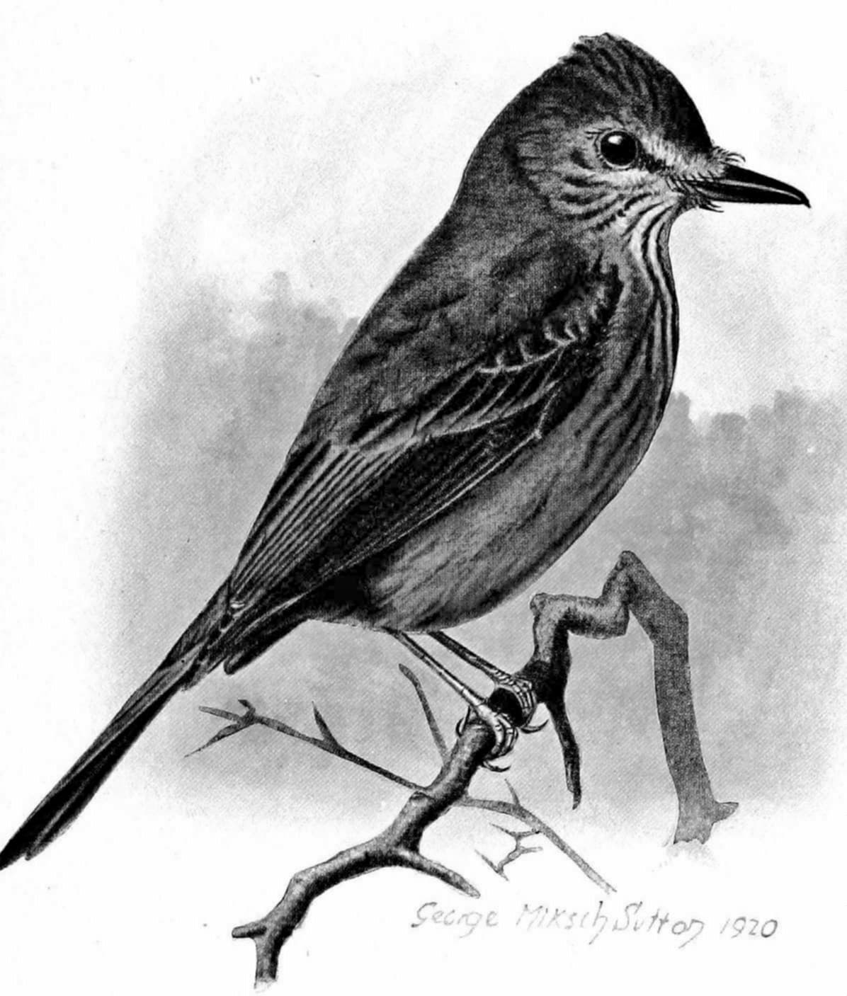Tirano montés de Santa Marta (Myiotheretes pernix)