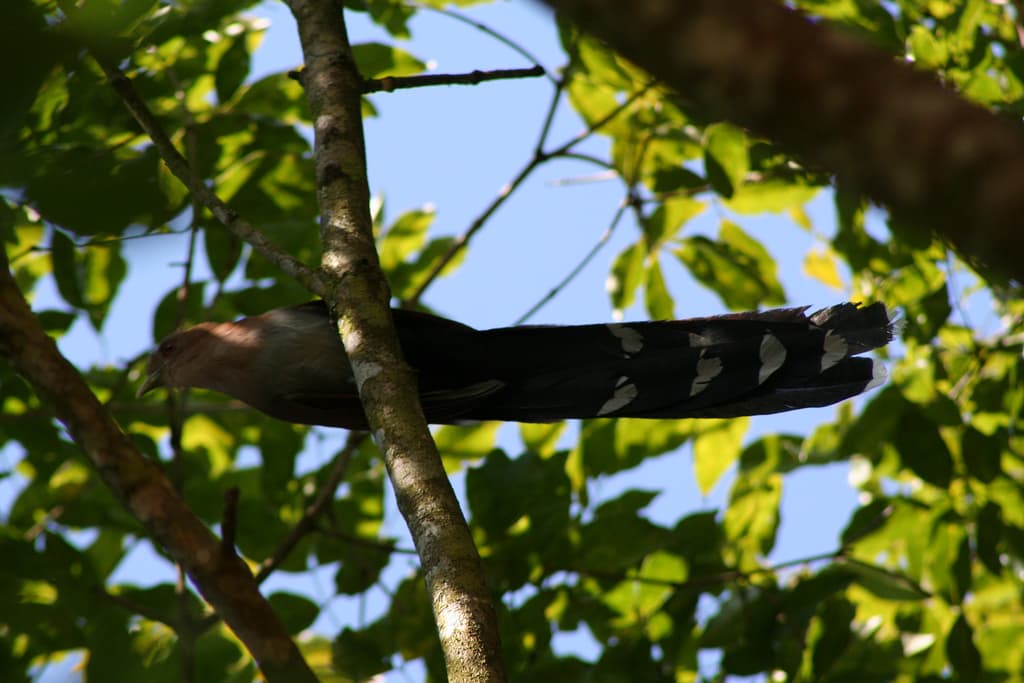 Squirrel Cuckoo