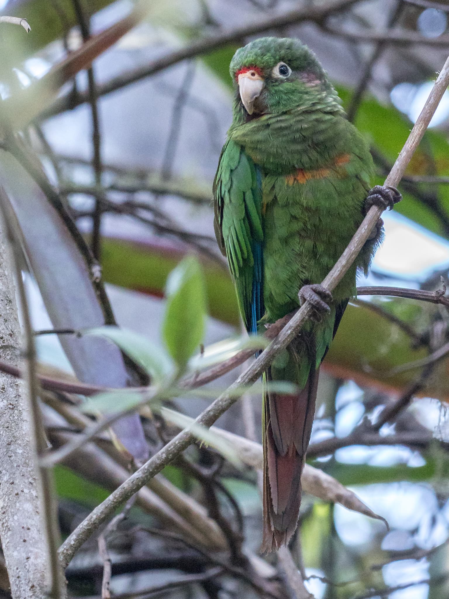 Periquito de Santa Marta