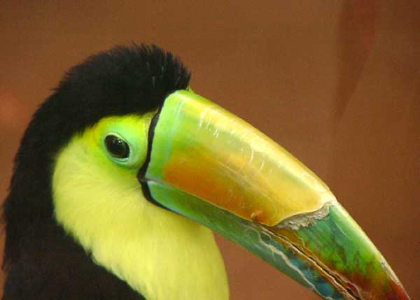 Keel-billed Toucan