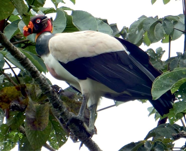 King Vulture