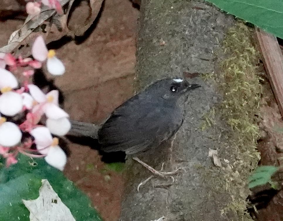 Tapaculo de Santa Marta
