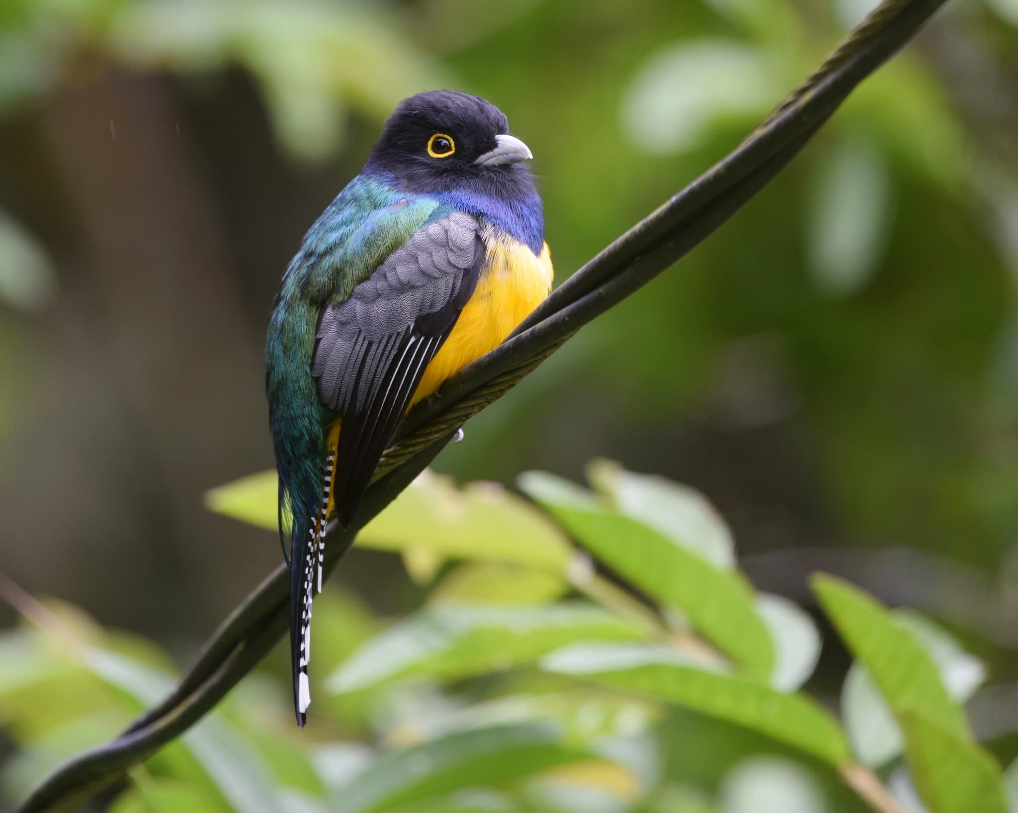 Gartered Trogon