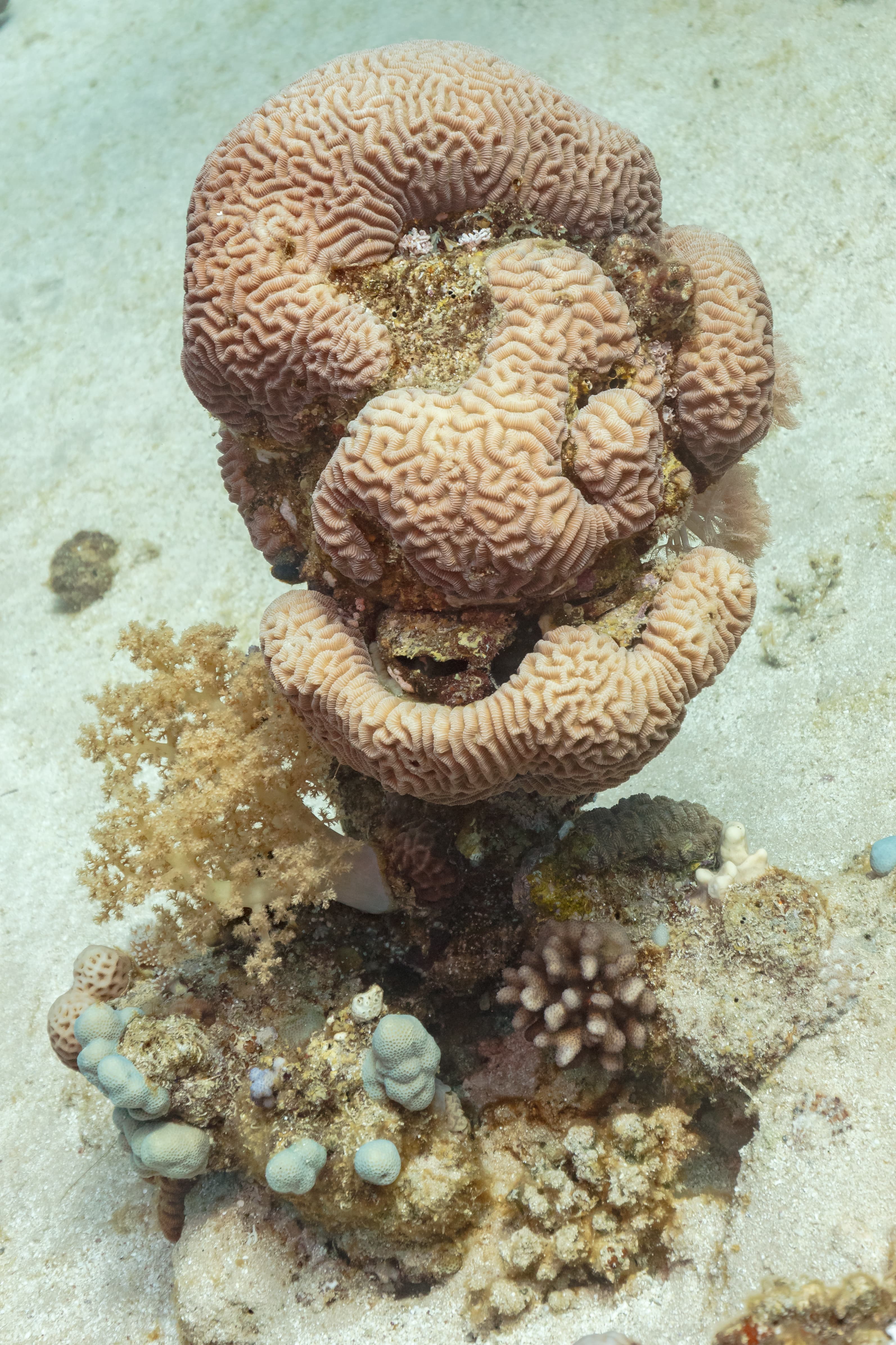 Coral cerebro
