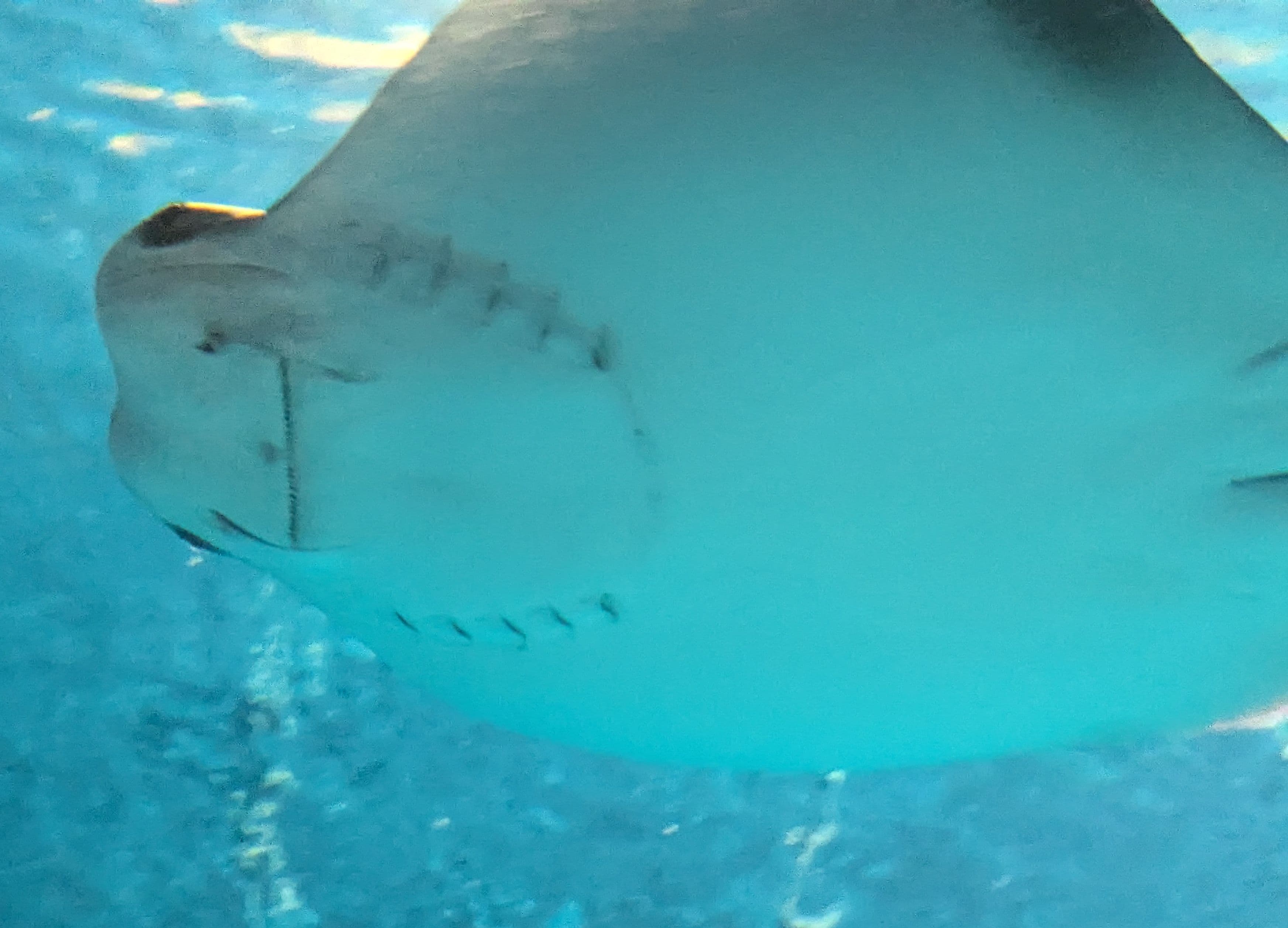 Cownose Ray
