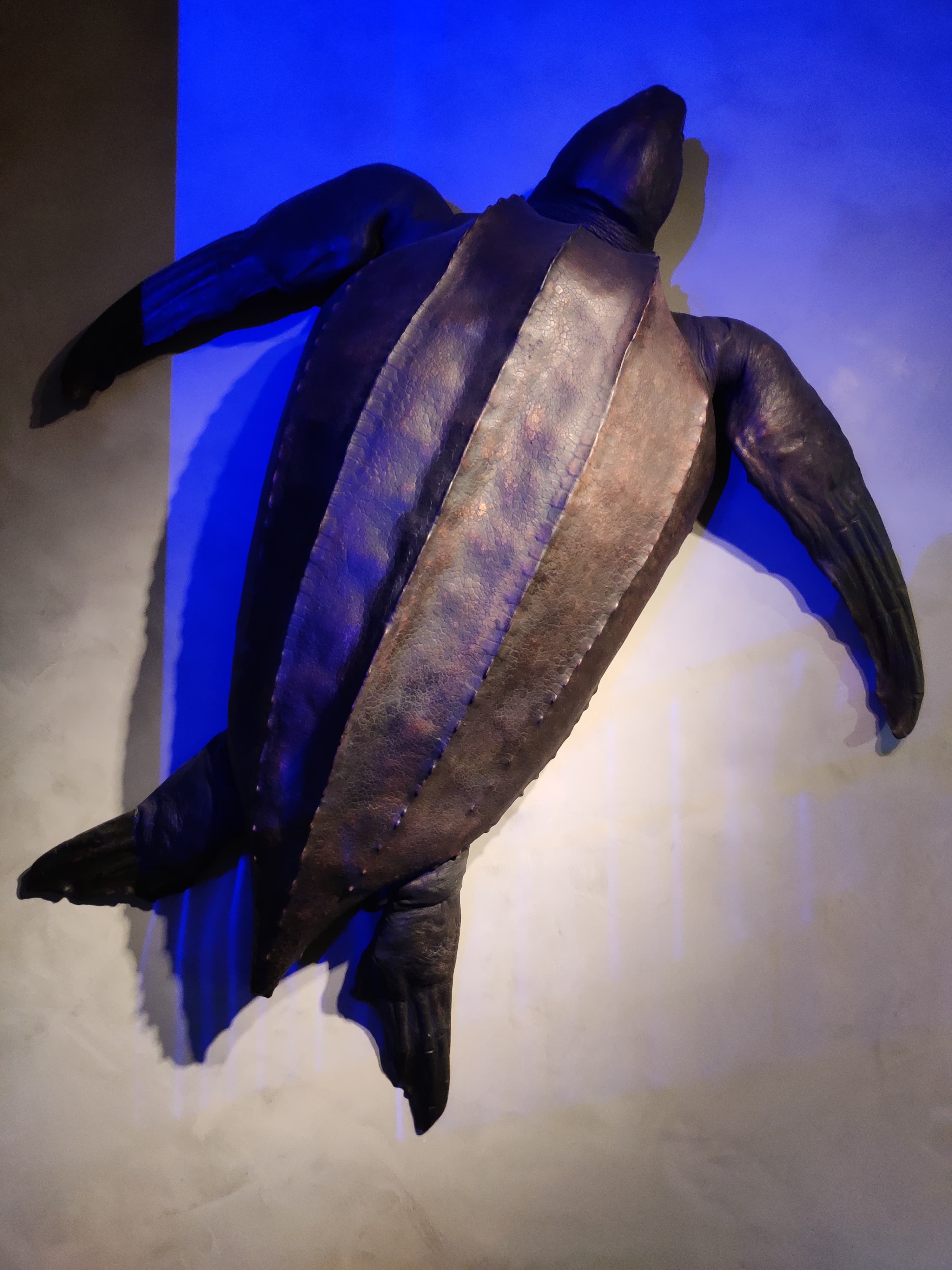 Leatherback Sea Turtle