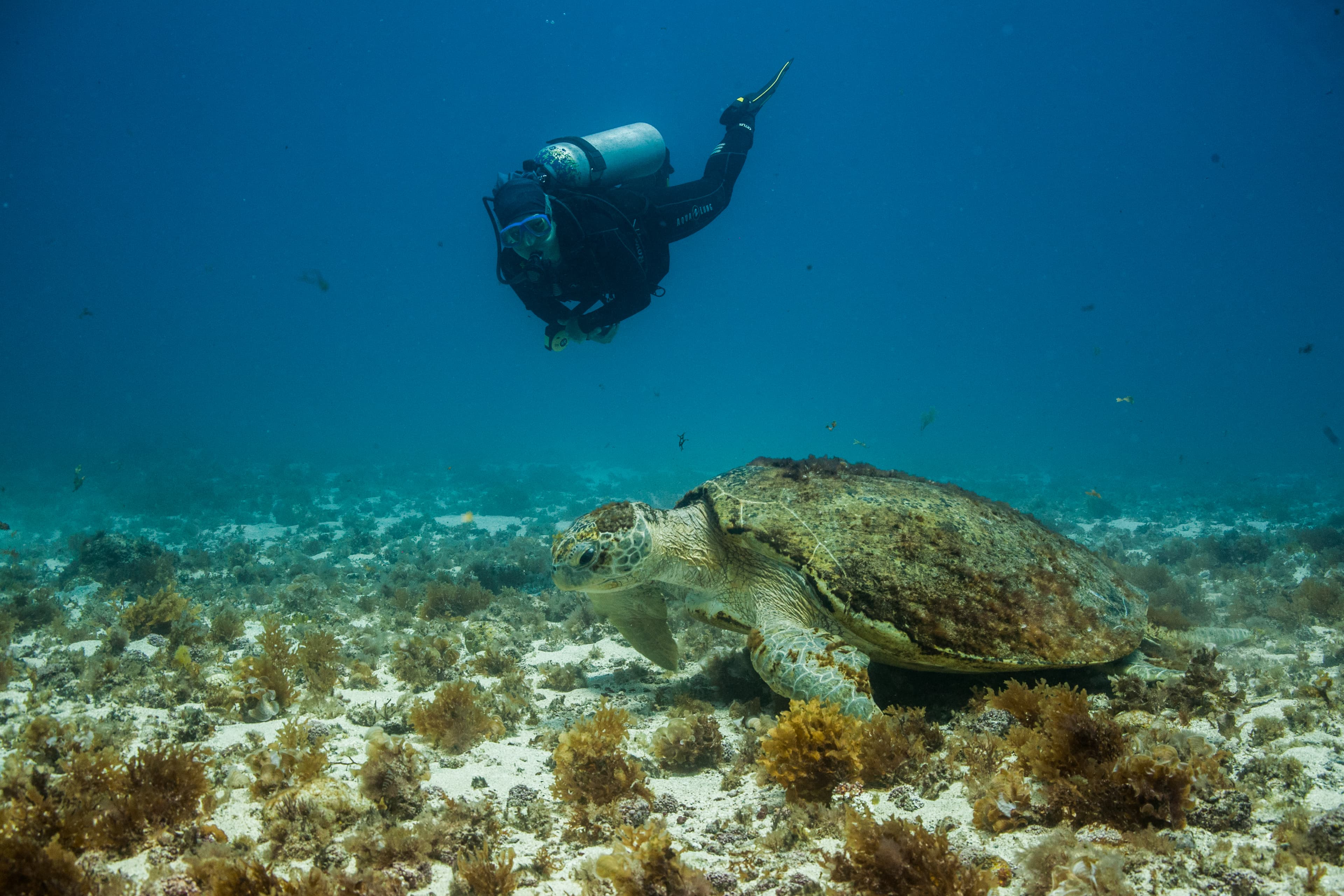 Tortuga caguama