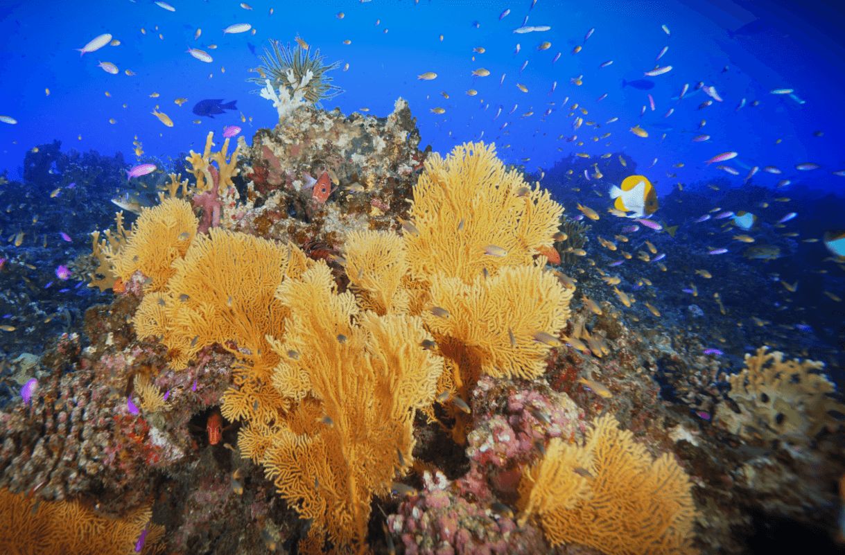 Sea Fan