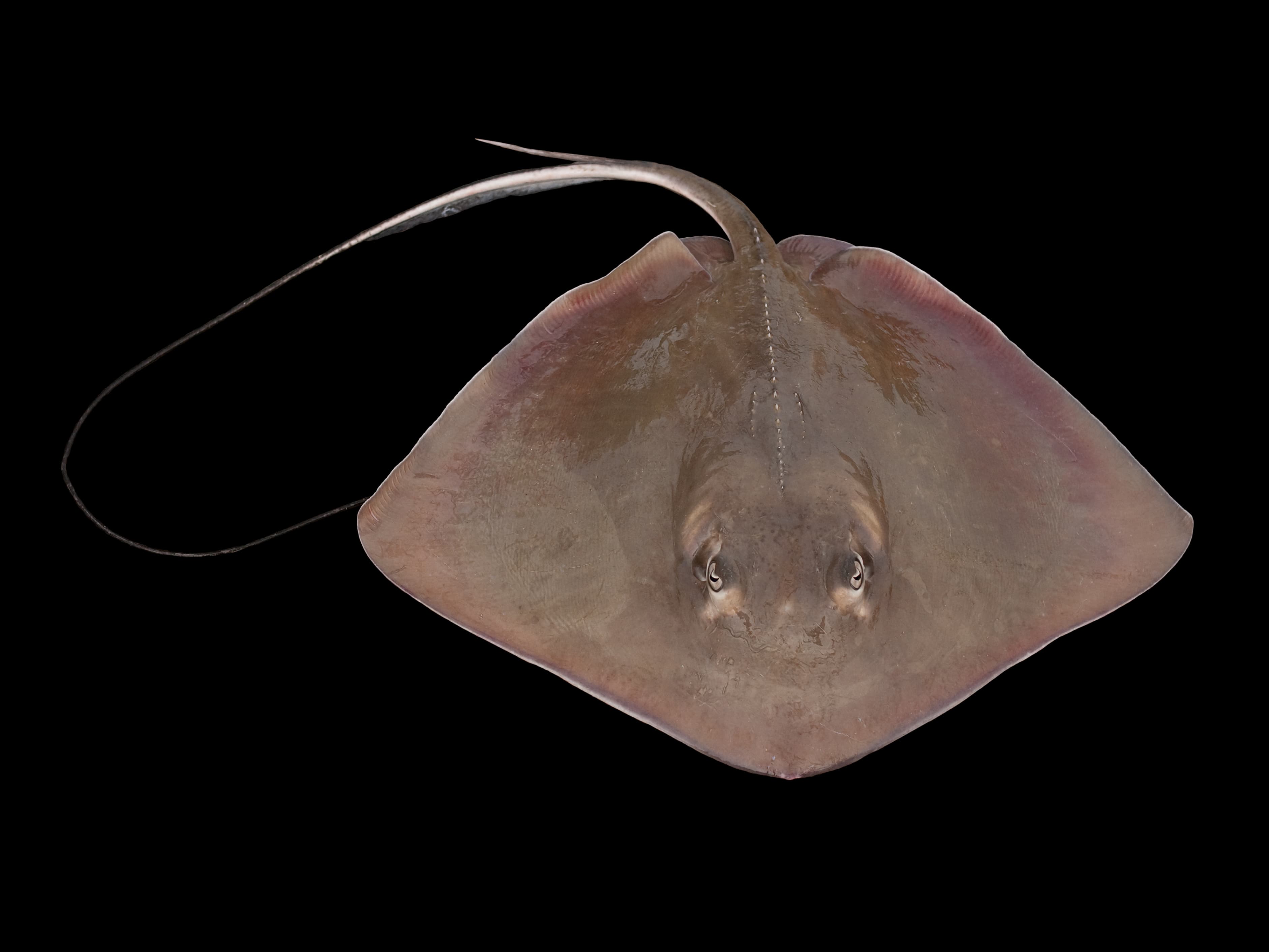 Raya látigo sureña