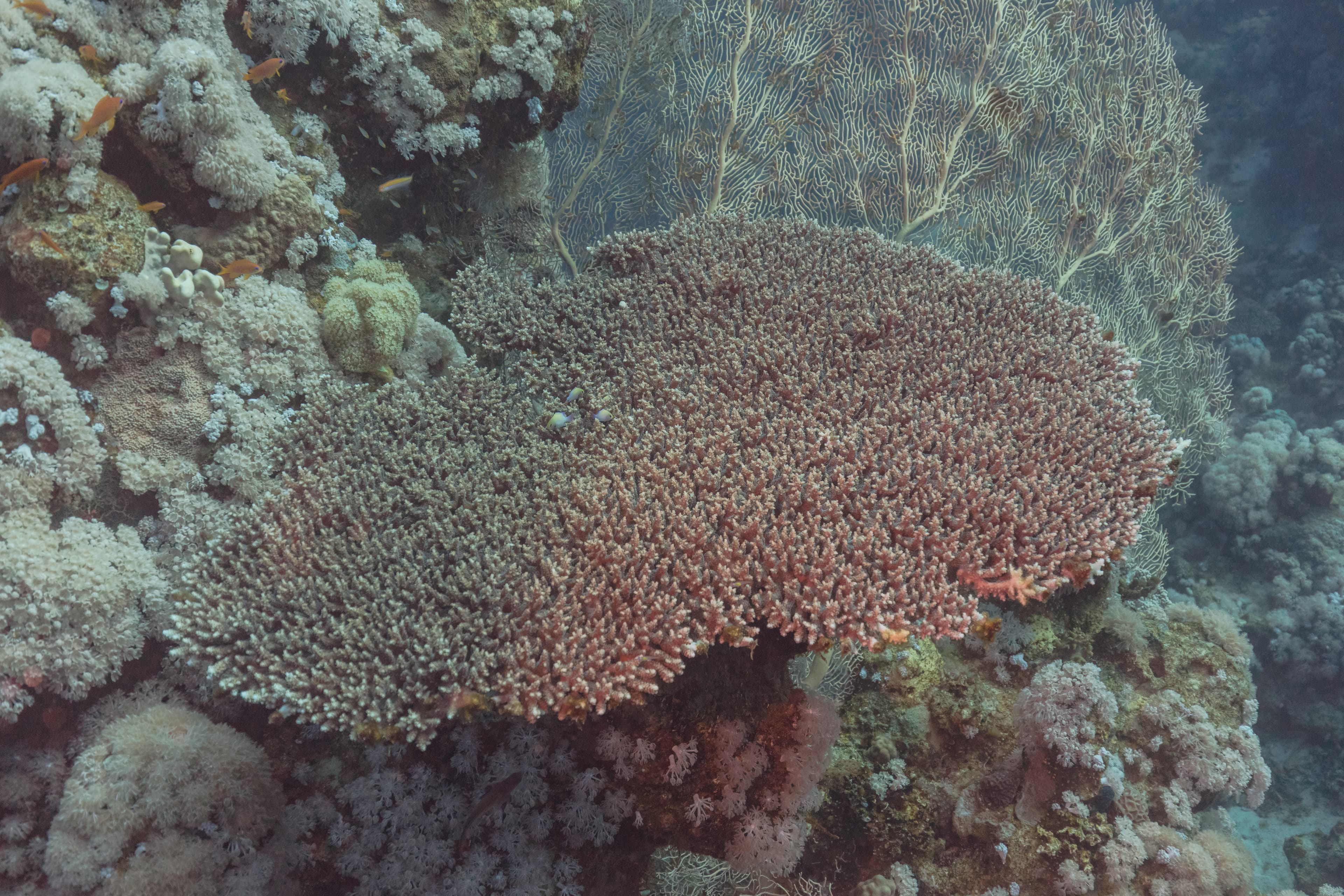 Coral cuerno de ciervo