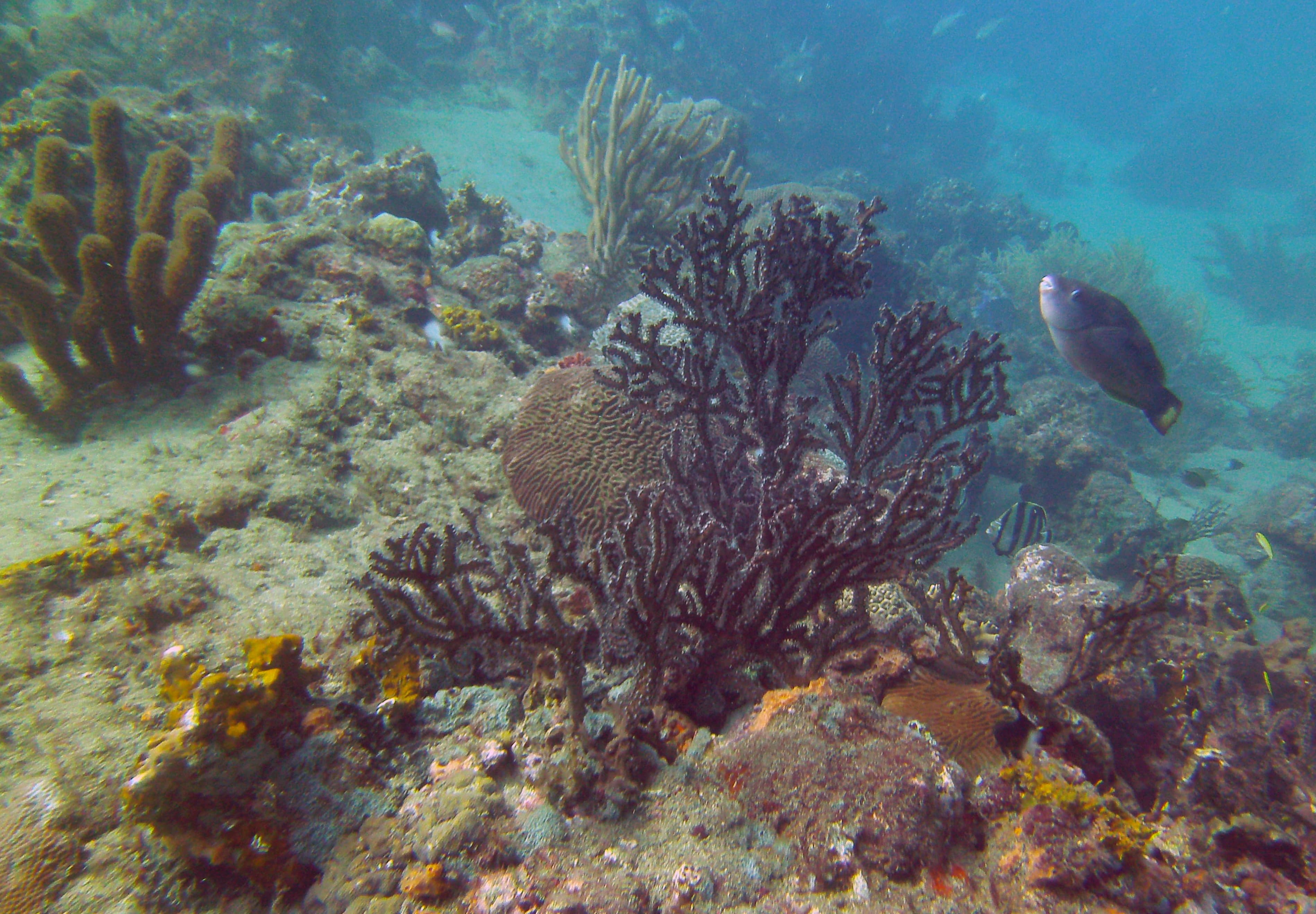 Snorkeling Tour — Tayrona Coast